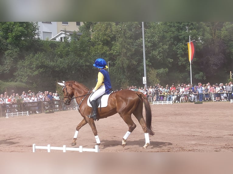 Koń trakeński Klacz 11 lat 165 cm Kasztanowata in Korbach