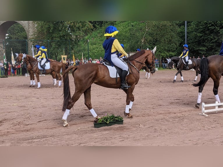 Koń trakeński Klacz 11 lat 165 cm Kasztanowata in Korbach