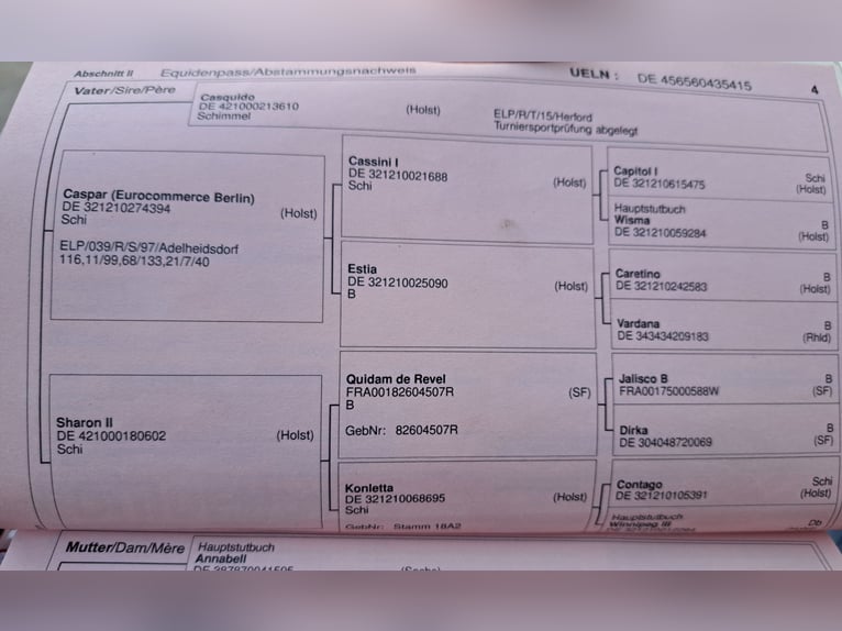 Koń trakeński Klacz 11 lat 165 cm Siwa in Niederwiesa