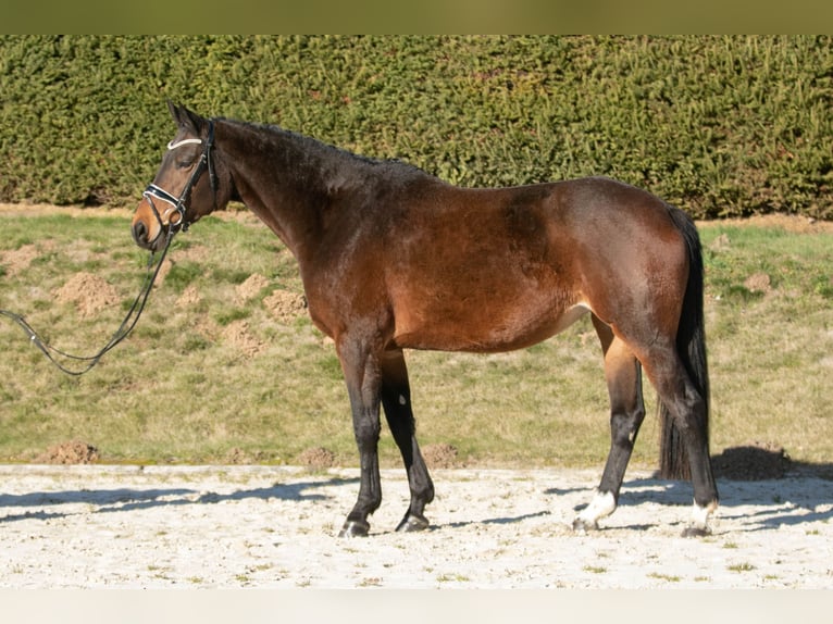 Koń trakeński Klacz 11 lat 170 cm Gniada in Wolfhagen