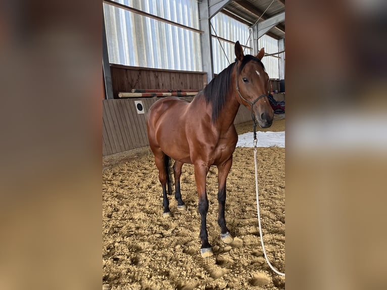 Koń trakeński Klacz 12 lat 162 cm Gniada in Bergneustadt