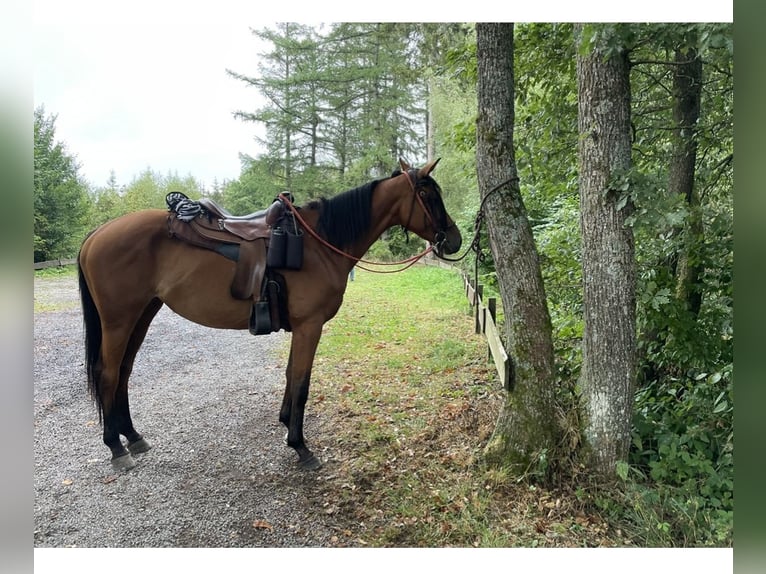 Koń trakeński Klacz 12 lat 162 cm Gniada in Bergneustadt