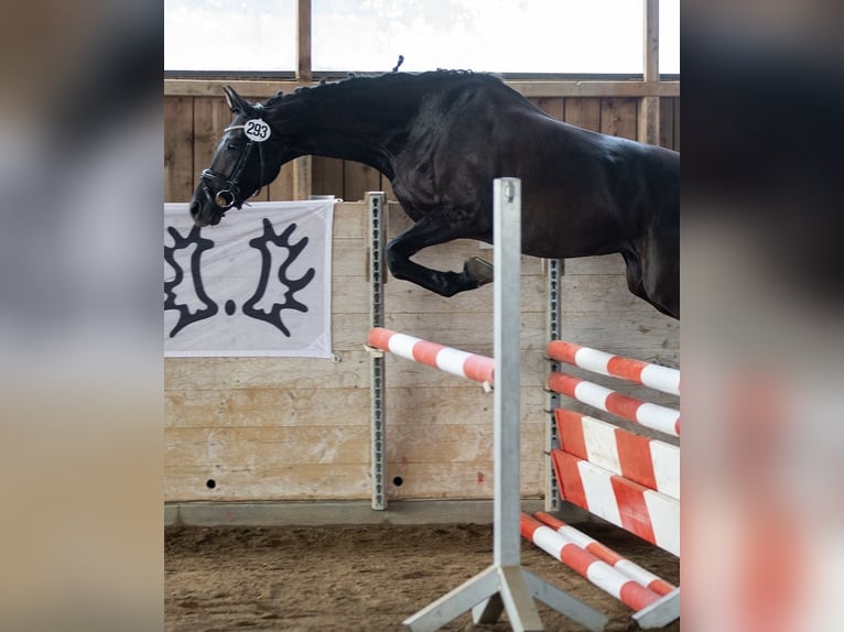 Koń trakeński Klacz 12 lat 164 cm Kara in Garsten