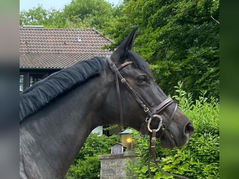 Koń trakeński Klacz 12 lat 165 cm Ciemnogniada in Springe