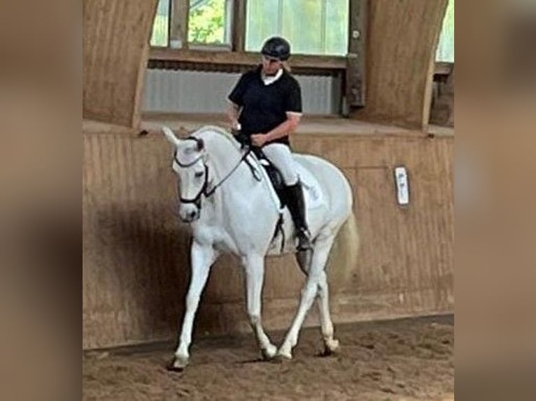 Koń trakeński Klacz 12 lat 166 cm Siwa in Majenfelde (Bosau)