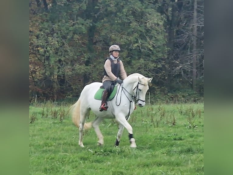 Koń trakeński Klacz 12 lat 166 cm Siwa in Majenfelde (Bosau)