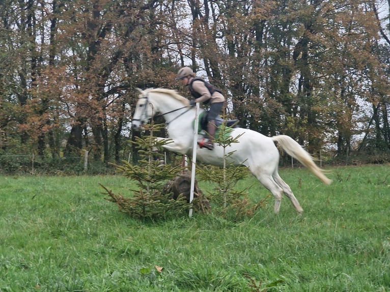 Koń trakeński Klacz 12 lat 166 cm Siwa in Majenfelde (Bosau)