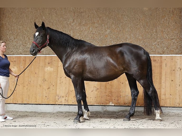 Koń trakeński Klacz 12 lat 168 cm Kara in Bad Oldesloe