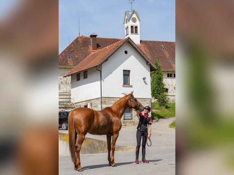 Koń trakeński Klacz 12 lat 168 cm Kasztanowata in Bruchsal