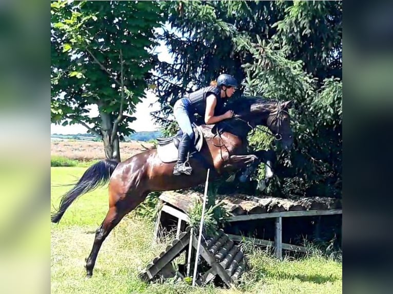 Koń trakeński Klacz 12 lat 170 cm Skarogniada in Bad Laasphe