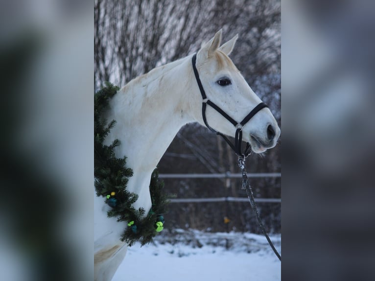 Koń trakeński Klacz 13 lat 166 cm Siwa in Majenfelde (Bosau)