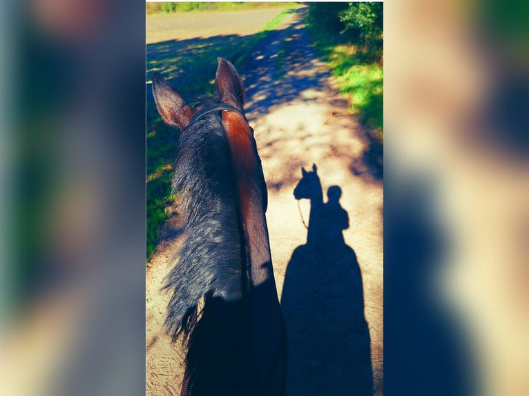 Koń trakeński Klacz 13 lat 170 cm Ciemnogniada in Nienburg (Weser) Holtorf