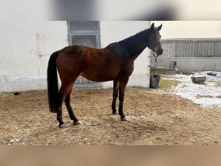 Koń trakeński Klacz 13 lat 174 cm Gniada in Baar bei Augsburg
