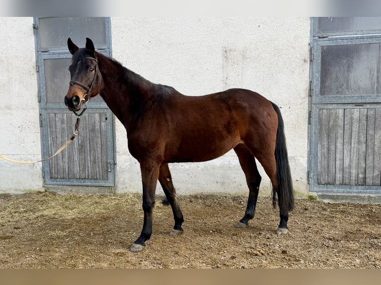 Koń trakeński Klacz 13 lat 174 cm Gniada in Baar bei Augsburg