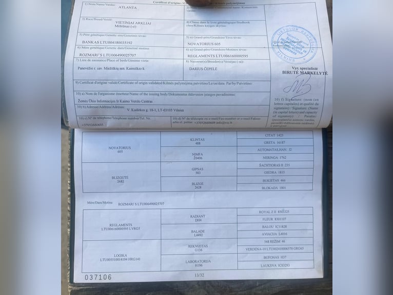 Koń trakeński Mix Klacz 14 lat 158 cm Ciemnokasztanowata in Wasserburg am Inn