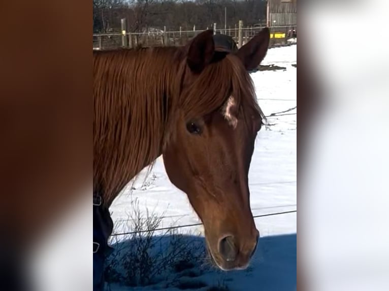 Koń trakeński Mix Klacz 14 lat 158 cm Ciemnokasztanowata in Wasserburg am Inn