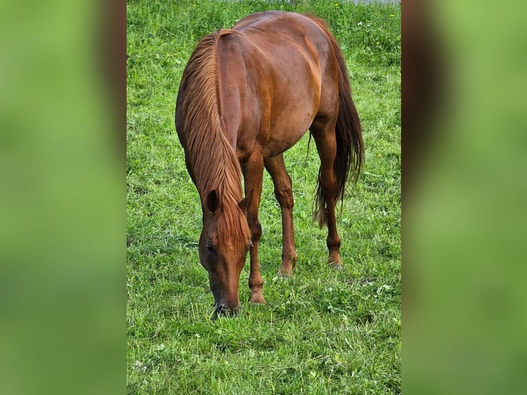 Koń trakeński Mix Klacz 14 lat 158 cm Ciemnokasztanowata in Wasserburg am Inn