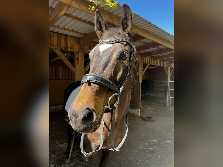 Koń trakeński Klacz 14 lat 160 cm Gniada in Harrislee