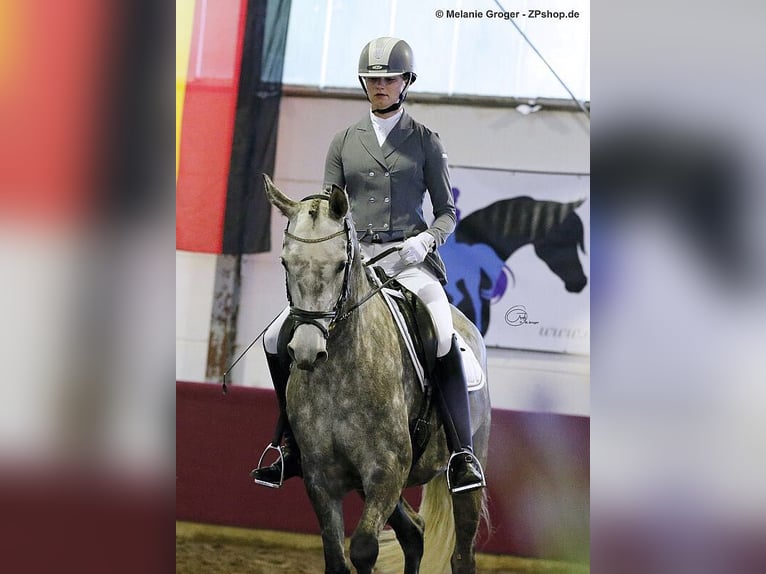 Koń trakeński Klacz 14 lat 164 cm Siwa in Bad Oldesloe