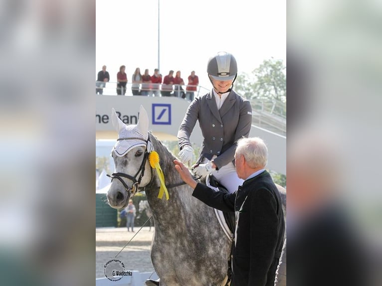 Koń trakeński Klacz 14 lat 164 cm Siwa in Bad Oldesloe