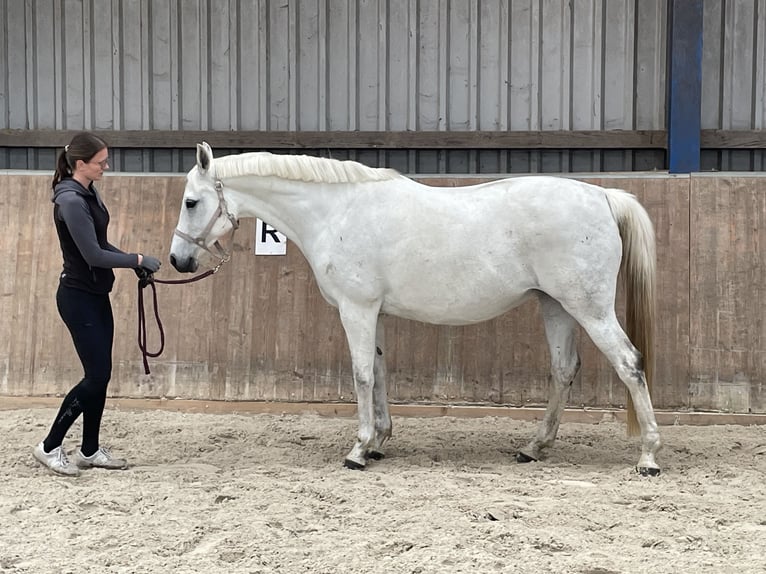 Koń trakeński Klacz 14 lat 164 cm Siwa in Bad Oldesloe