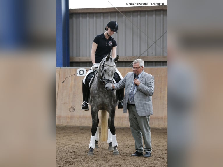 Koń trakeński Klacz 14 lat 164 cm Siwa in Bad Oldesloe