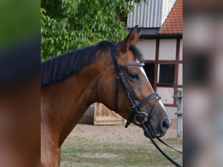 Koń trakeński Klacz 14 lat 167 cm Gniada in Schwäbisch Hall