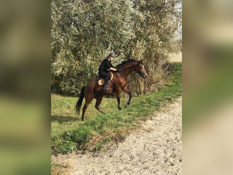 Koń trakeński Klacz 14 lat 168 cm Gniada in Oberwil BL