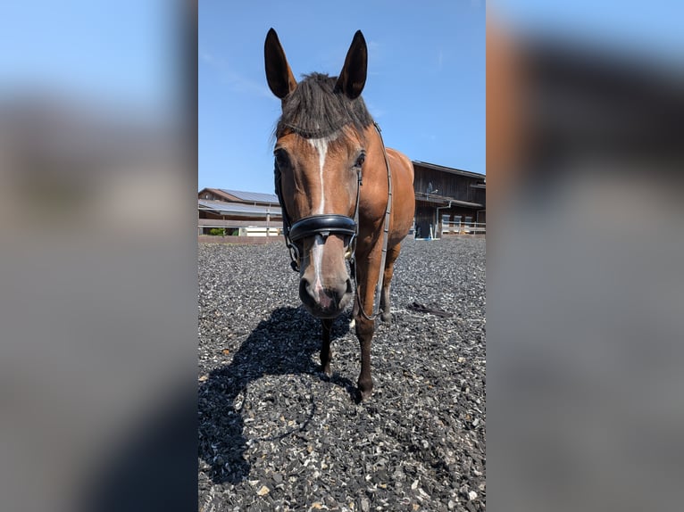 Koń trakeński Klacz 14 lat 168 cm Gniada in Oberwil BL