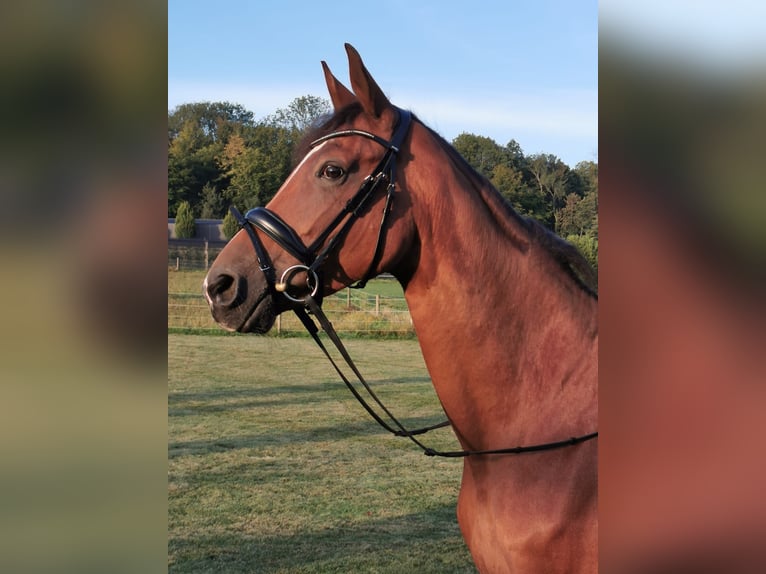 Koń trakeński Klacz 14 lat 168 cm Gniada in Oberwil BL