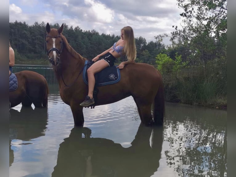 Koń trakeński Klacz 14 lat 170 cm Kasztanowata in Gevelsberg