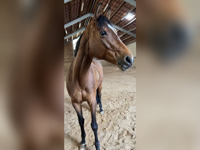 Koń trakeński Klacz 15 lat 160 cm Gniada in Eckental