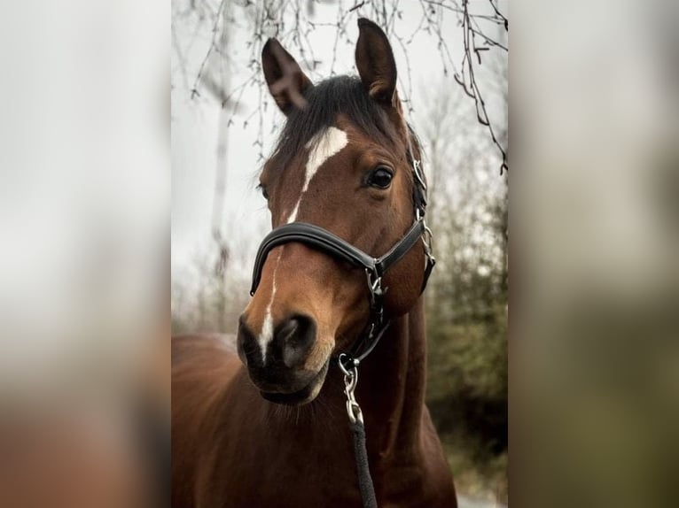 Koń trakeński Klacz 15 lat 160 cm Gniada in Eckental