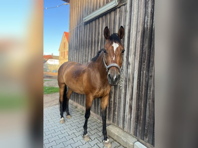 Koń trakeński Klacz 15 lat 160 cm Gniada in Eckental