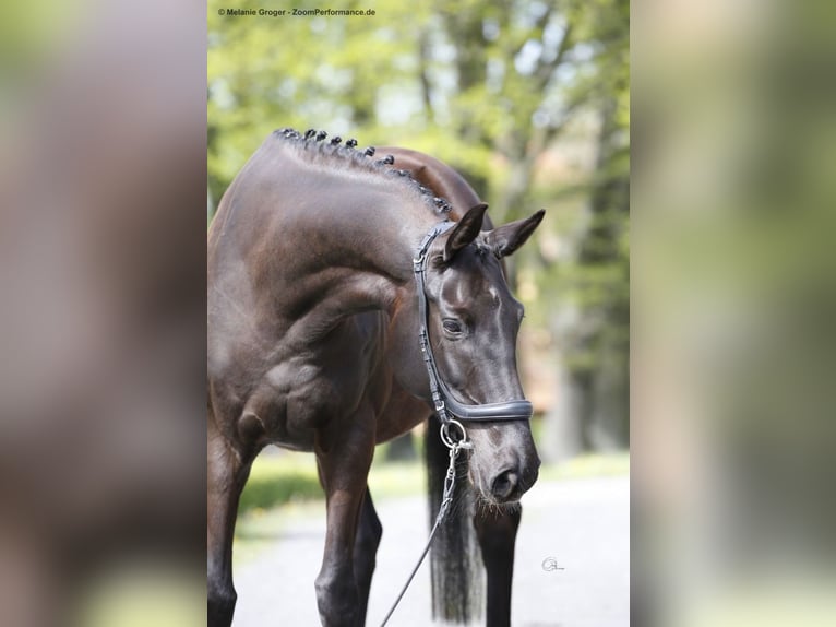 Koń trakeński Klacz 15 lat 160 cm Kara in Essen