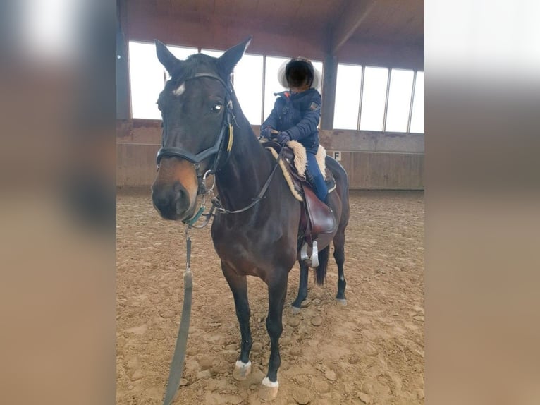 Koń trakeński Klacz 15 lat 163 cm Ciemnogniada in Münster