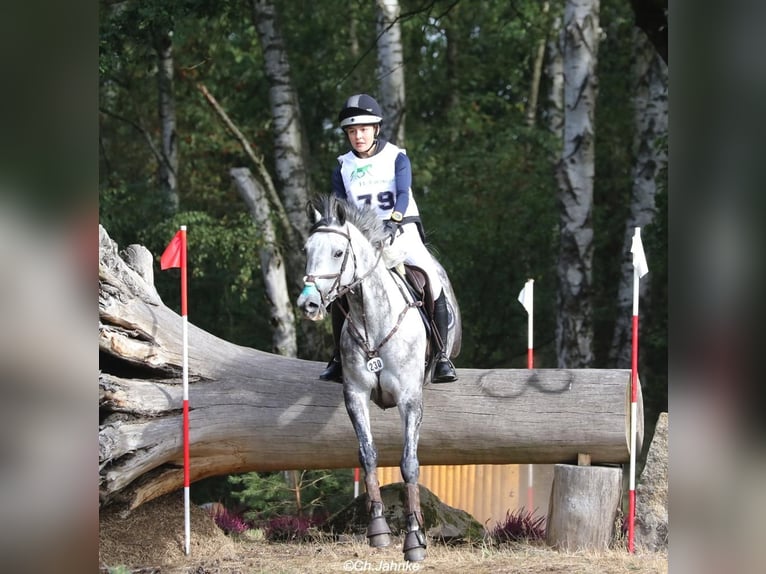 Koń trakeński Klacz 15 lat 164 cm Siwa w hreczce in Vechelde