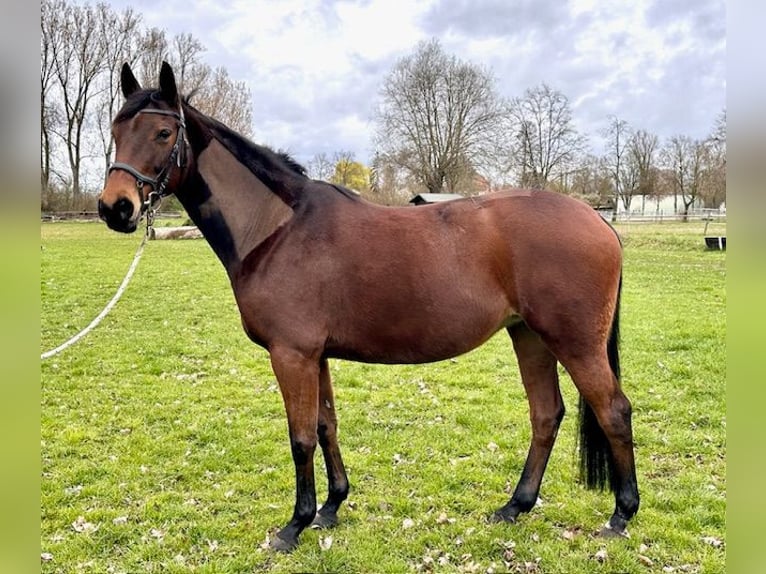 Koń trakeński Klacz 15 lat 165 cm Gniada in Speyer
