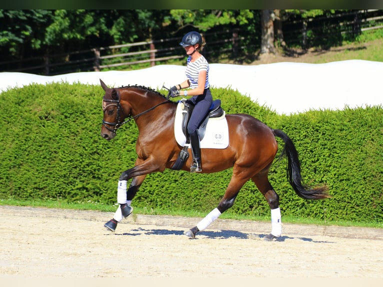 Koń trakeński Klacz 15 lat 168 cm Gniada in Wolfhagen