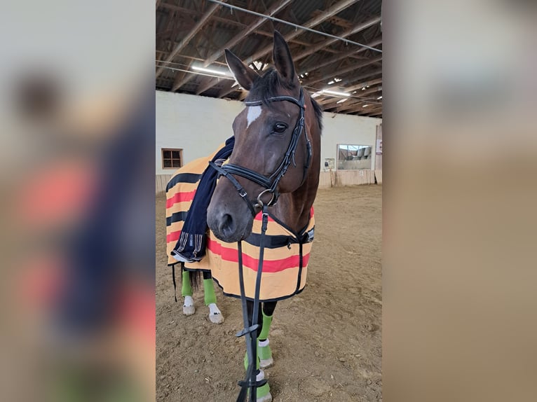 Koń trakeński Klacz 15 lat 171 cm Gniada in Gleisdorf