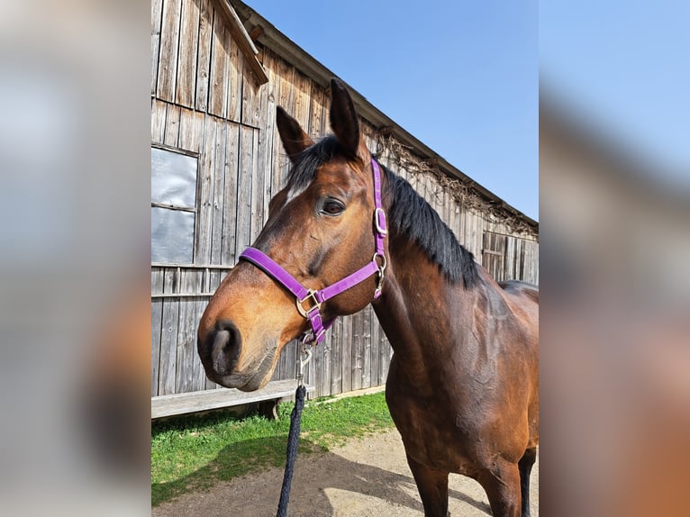 Koń trakeński Klacz 15 lat 171 cm Gniada in Gleisdorf