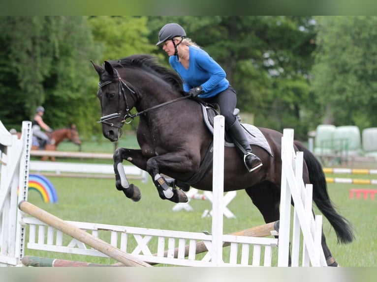 Koń trakeński Mix Klacz 16 lat 154 cm Kara in Lüneburg