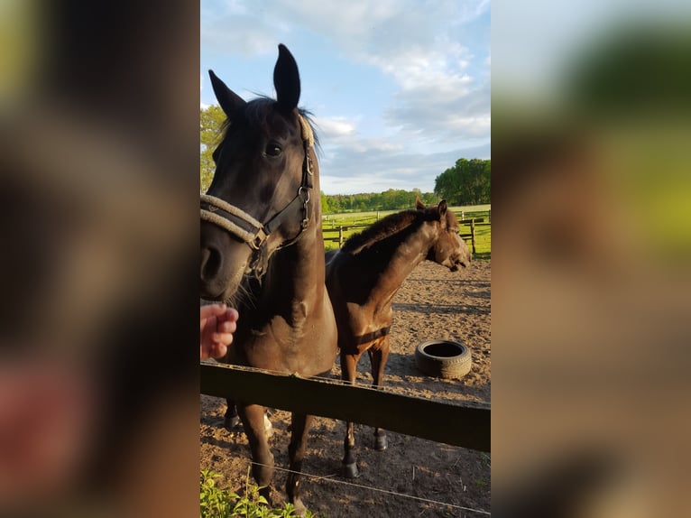 Koń trakeński Mix Klacz 16 lat 154 cm Kara in Lüneburg