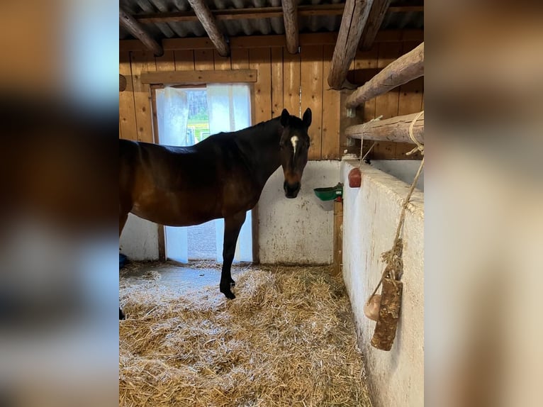 Koń trakeński Klacz 16 lat 163 cm Gniada in Altenmarkt im Pongau