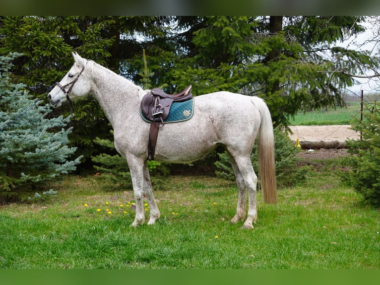 Koń trakeński Klacz 16 lat 168 cm Siwa in Liebstadt