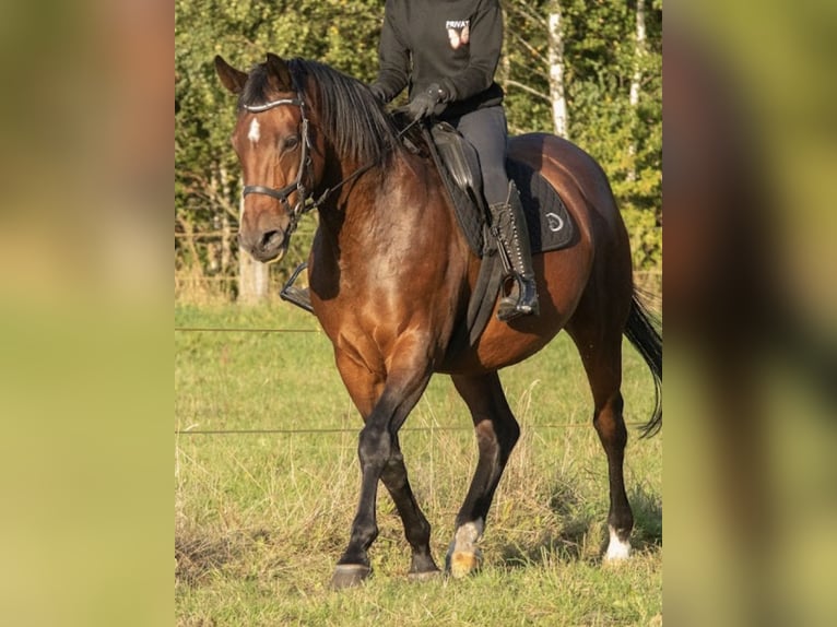 Koń trakeński Klacz 17 lat Gniada in Plessa