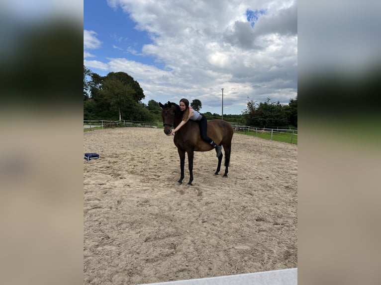 Koń trakeński Klacz 18 lat 160 cm Gniada in Mittelangeln