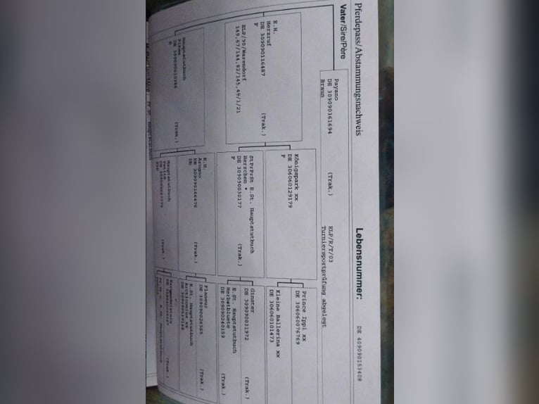 Koń trakeński Klacz 18 lat 165 cm Gniada in Fargau-Pratjau