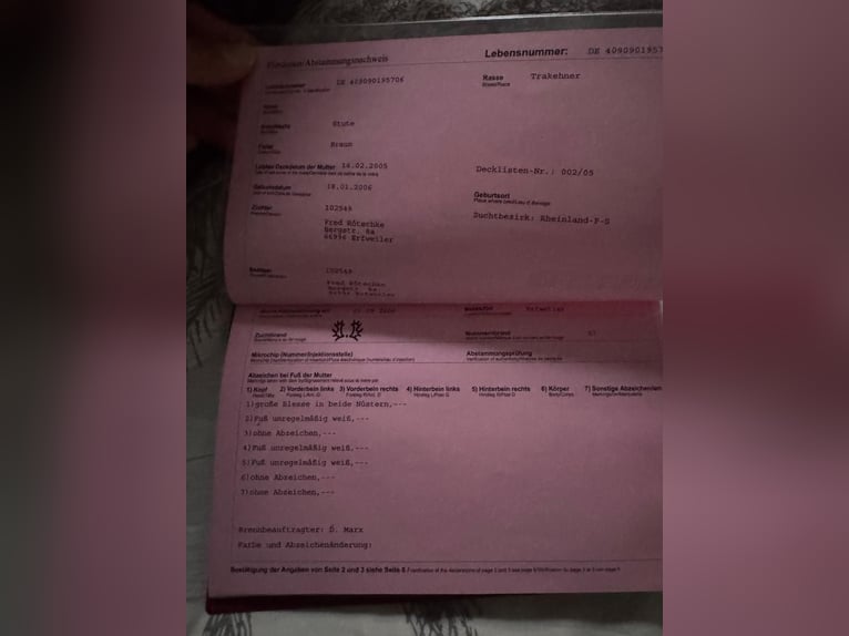 Koń trakeński Klacz 19 lat 165 cm Gniada in Bleialf