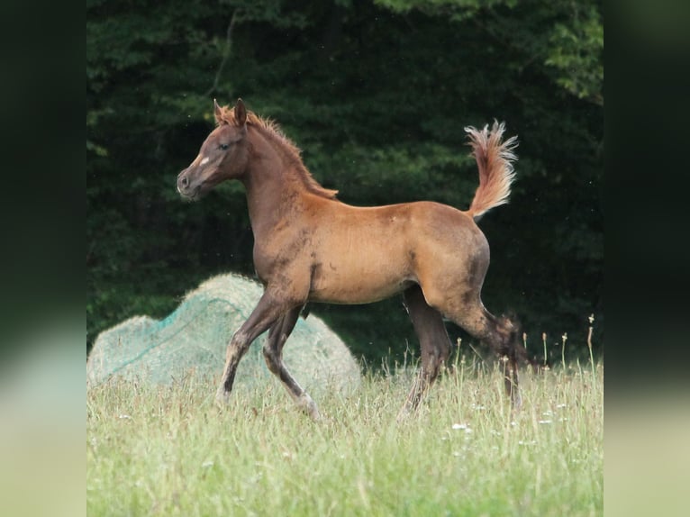 Koń trakeński Klacz 1 Rok 165 cm Ciemnokasztanowata in L&#xFC;dersdorf